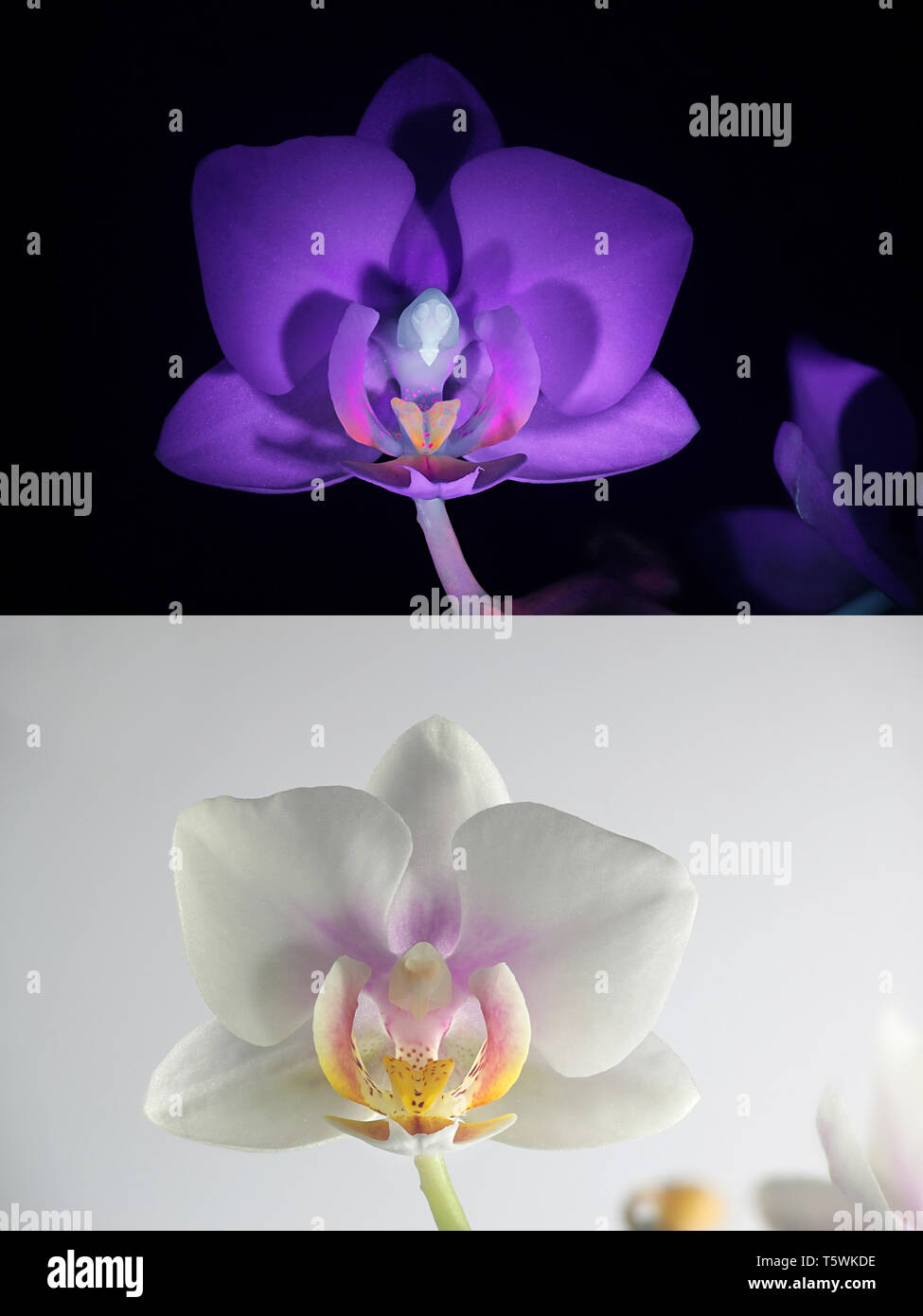 Motte orchid Fluoreszenz im UV-Licht (365 nm). Unteres Bild zeigt dieselbe Stichprobe bei normalem Tageslicht. Stockfoto