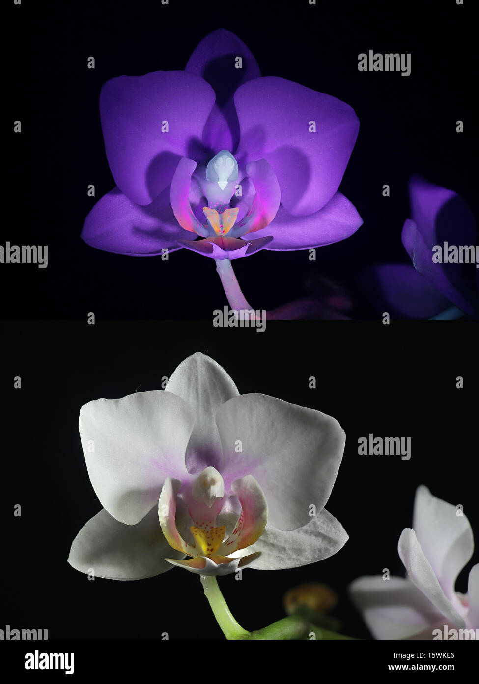 Motte orchid Fluoreszenz im UV-Licht (365 nm). Unteres Bild zeigt dieselbe Stichprobe bei normalem Tageslicht. Stockfoto