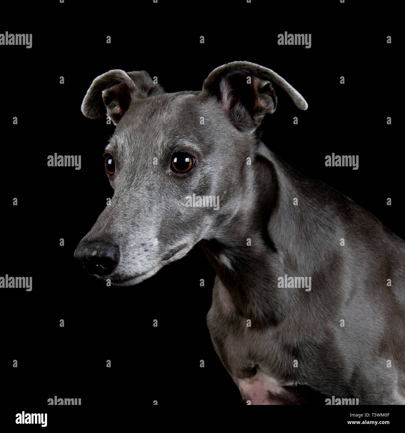 Porträt eines blauen Whippet, Vereinigtes Königreich Stockfoto