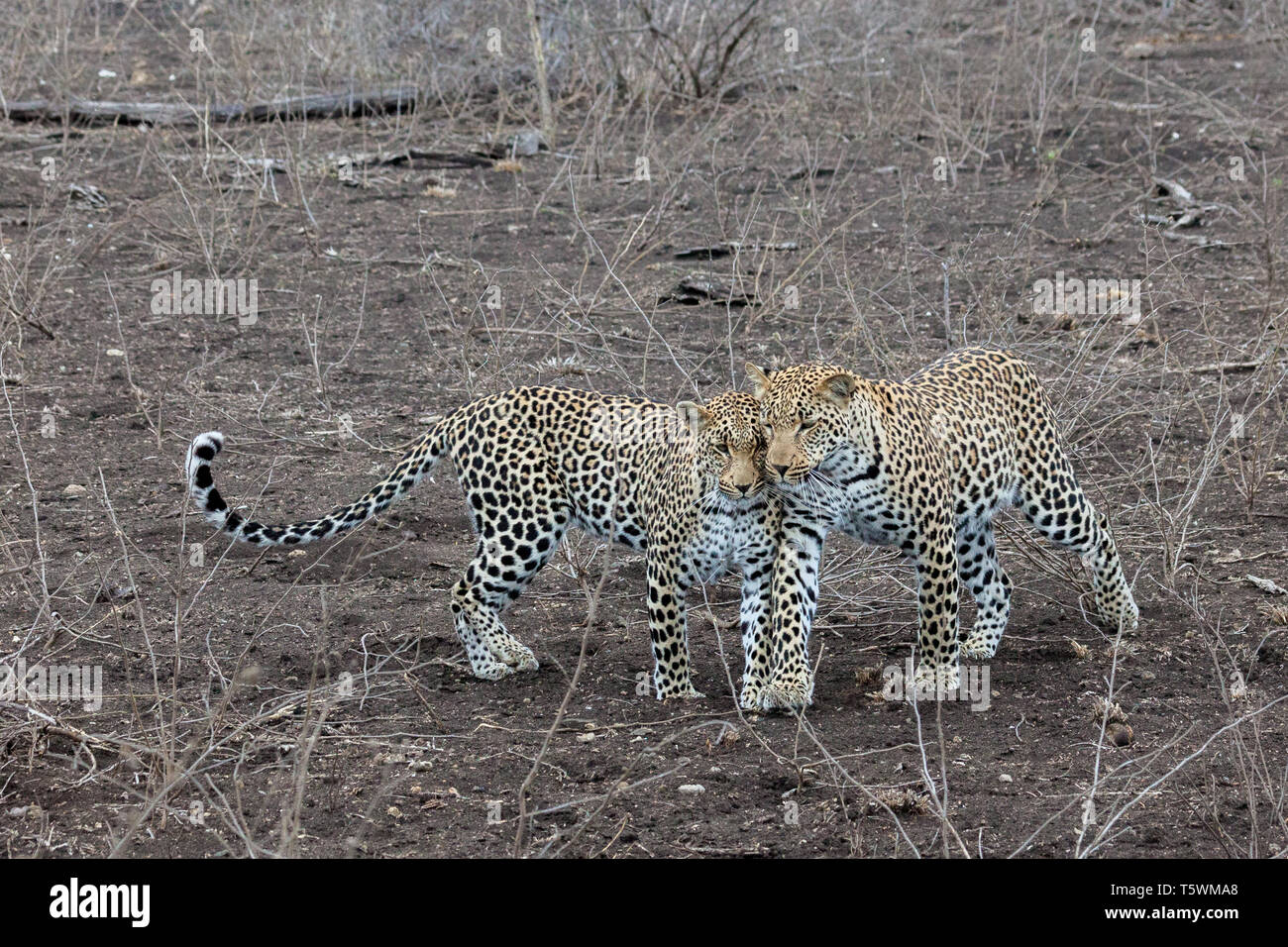 Afrikanischer Leopard Stockfoto