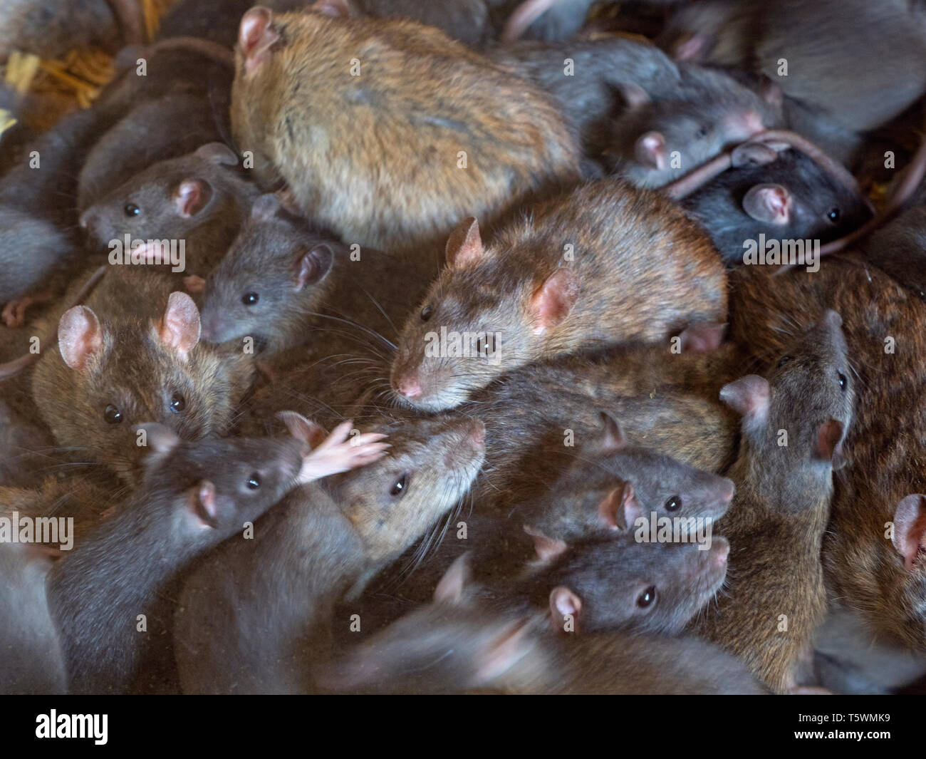 Braune Ratten Rattus norvegicus in Farm Barn Stockfoto