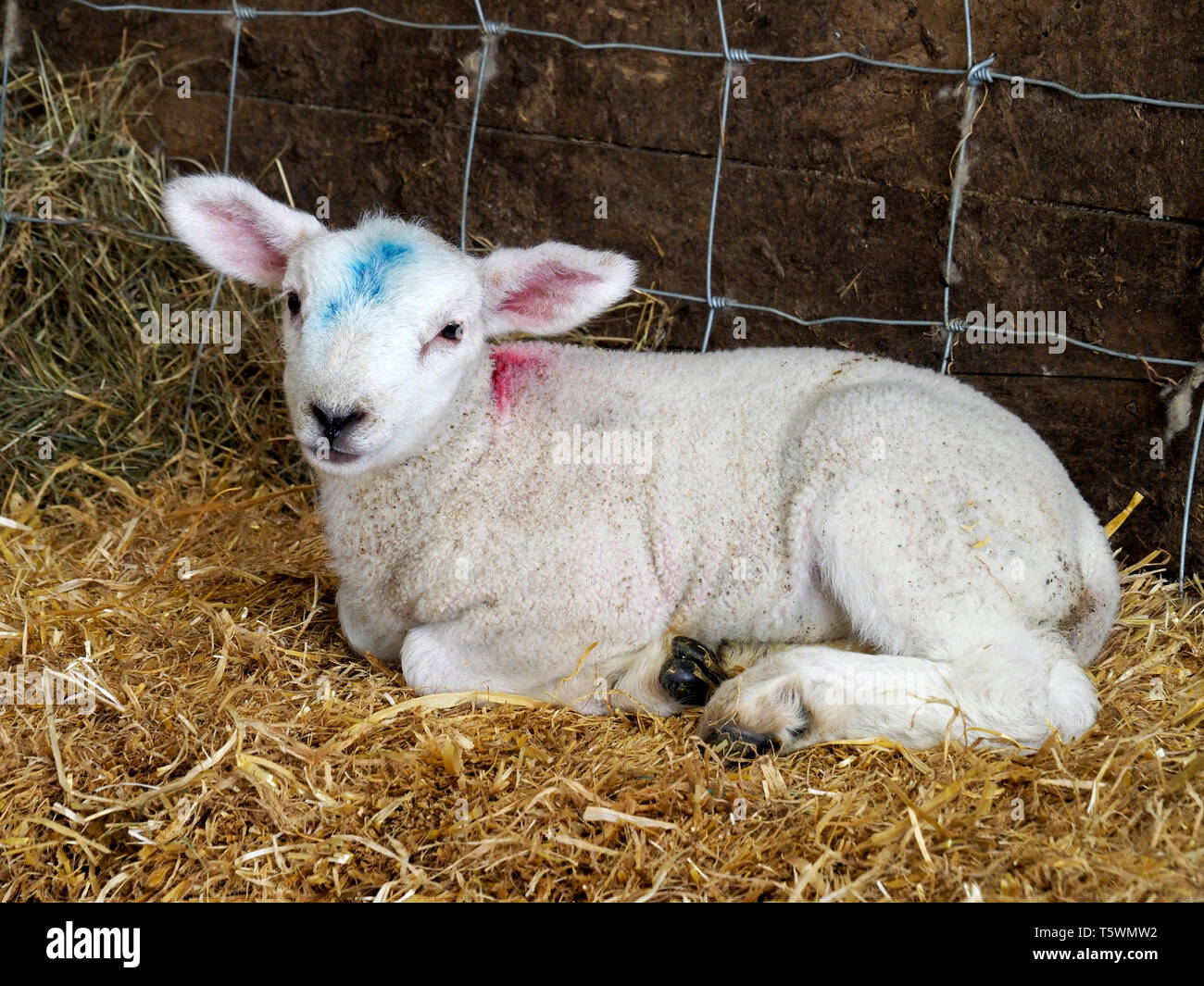 Junge Lamm liegend auf Stroh in einer Scheune bei lambing Saison. Scheune lambing ist einfacher für den Landwirt und bietet besseren Schutz für die Lämmer. Stockfoto