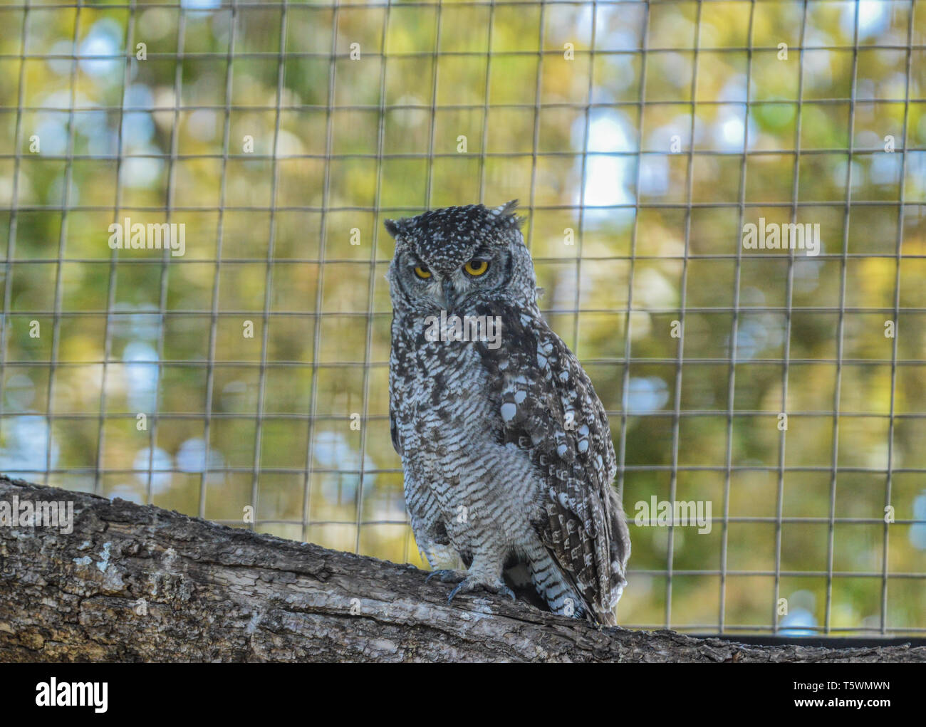 Portrait Nahaufnahme von einem netten und schönen spotted Eagle Owl in eine Reserve in Südafrika Stockfoto