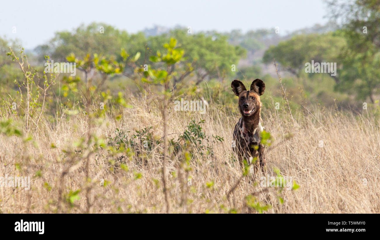 Afrikanischer Wildhund gemalten Hund Stockfoto