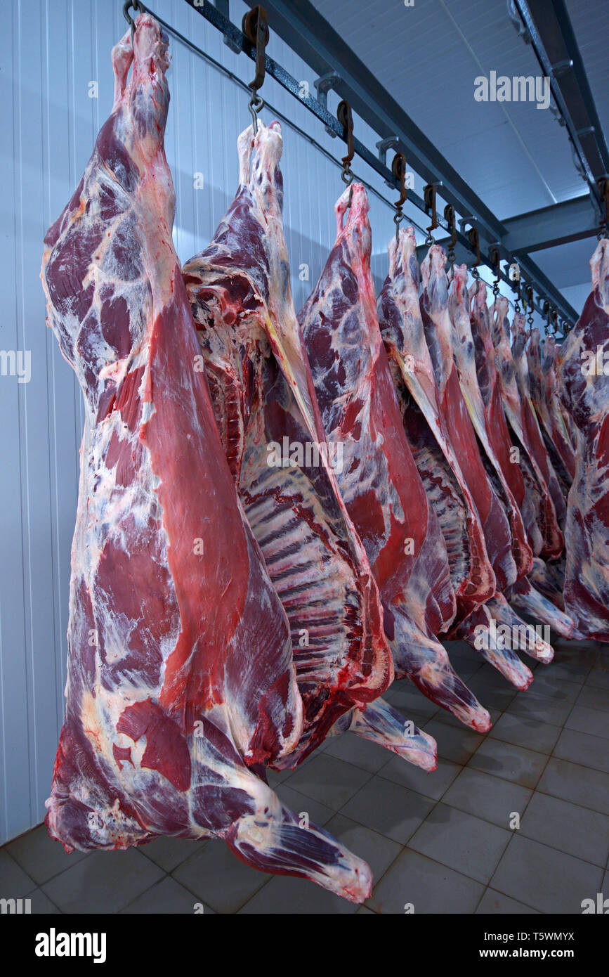 Auf dem Schlachthof. Tierkörper, rohes Fleisch Rindfleisch, in der Tiefkühltruhe angespannt. April 22, 2019. Kiew, Ukraine Stockfoto