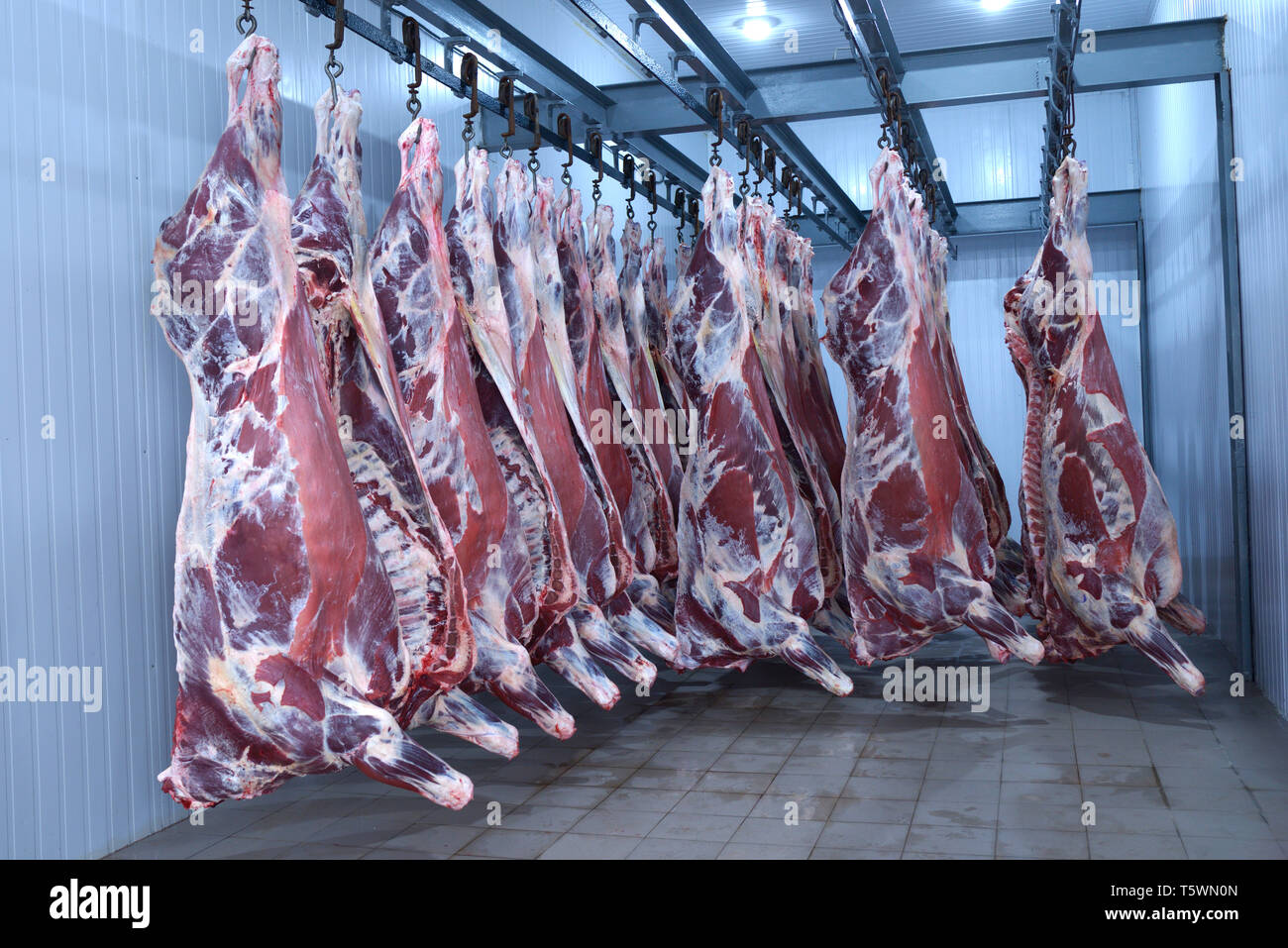 Auf dem Schlachthof. Tierkörper, rohes Fleisch Rindfleisch, in der Tiefkühltruhe angespannt. April 22, 2019. Kiew, Ukraine Stockfoto