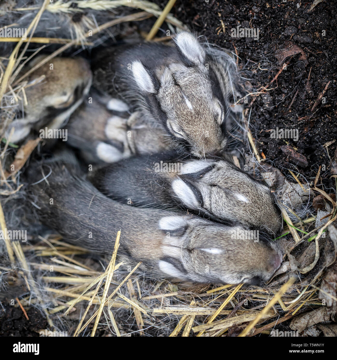 Baby östlichen Waldkaninchenkaninchen in einem Nest, Manitoba, Kanada. Stockfoto