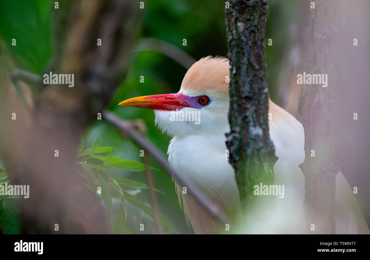 Winzige Kuhreiher Bubulcus ibis Stockfoto