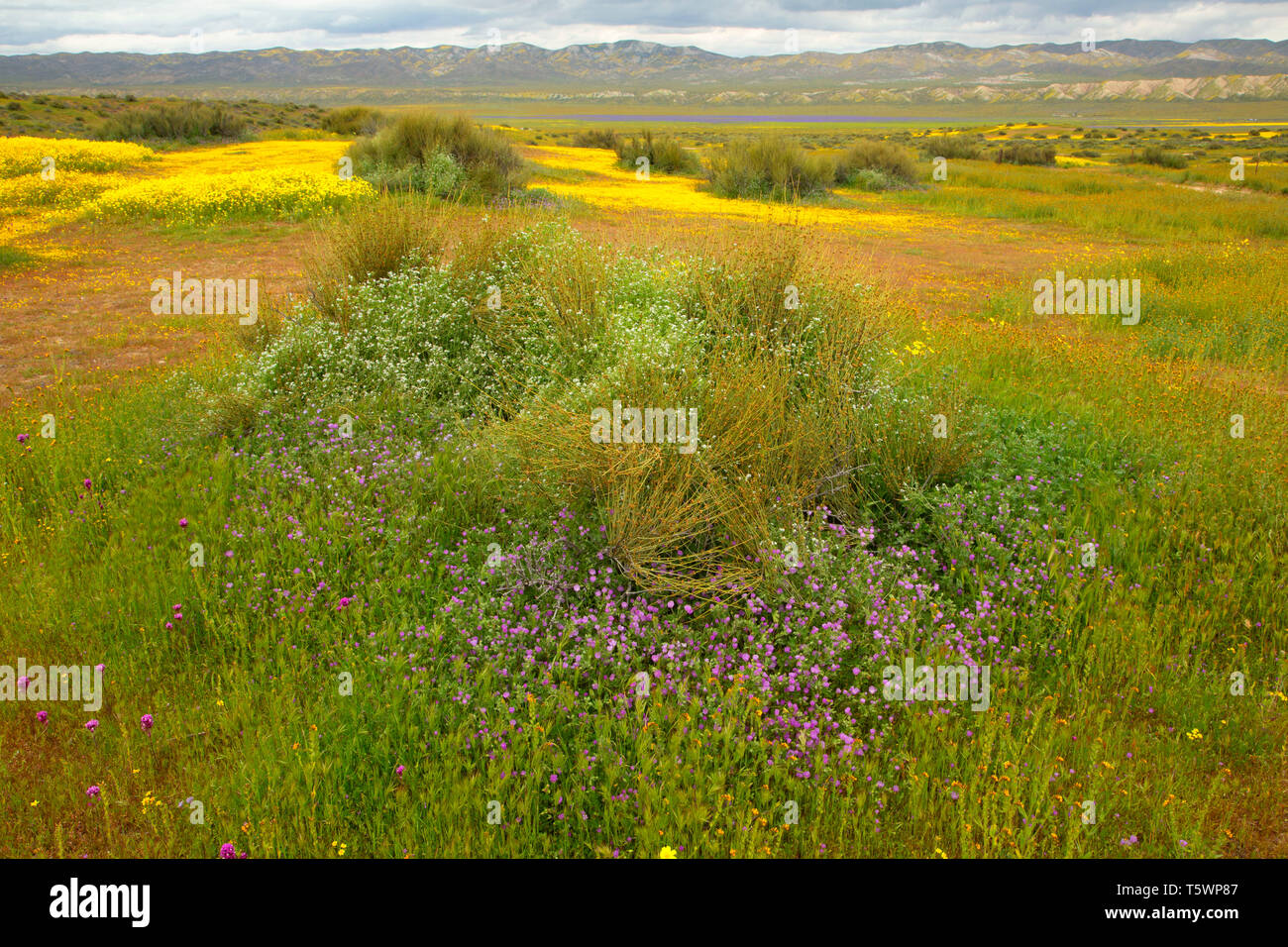Wildflower Feld, Carrizo Plain National Monument, Kalifornien Stockfoto
