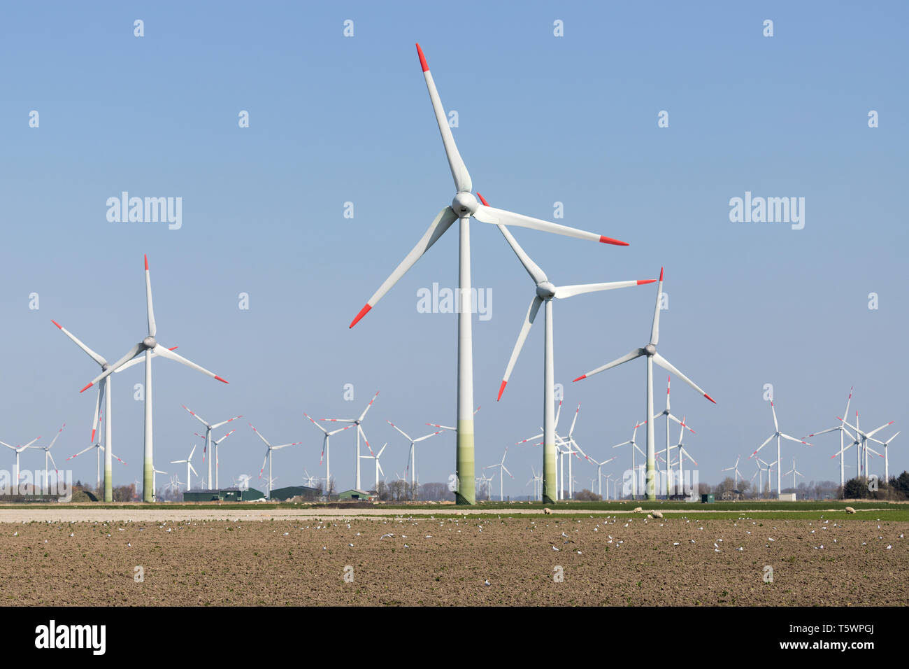 Windkraftanlagen in Nordfriesland, Deutschland Stockfoto