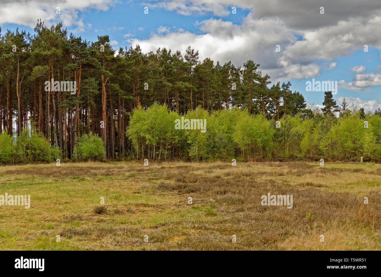 FINDHORN FOUNDATION ECO COMMUNITY GRÜNE GRABSTÄTTE UMGEBEN VON SCOTS KIEFERN Stockfoto