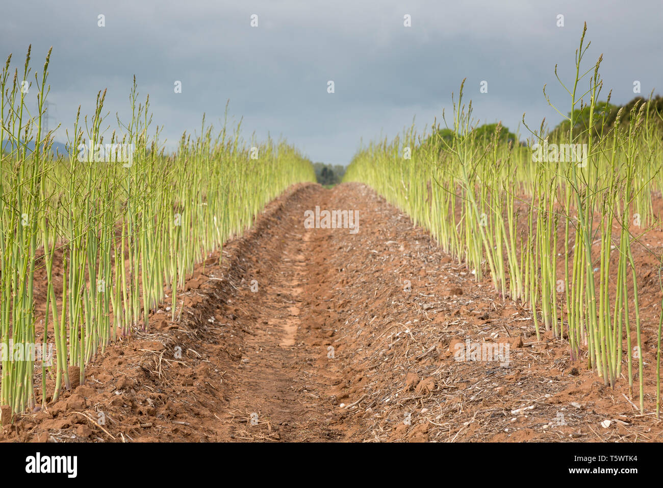 In der Nähe von Farmer's Feld Anbau von Spargel in Großbritannien. Stockfoto