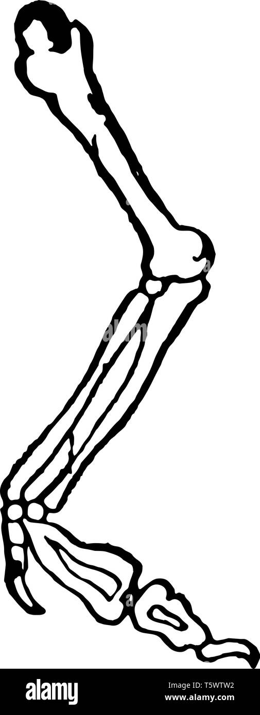 Arm besteht aus drei Knochen likethe Oberarm Knochen Humerus und zwei unterarm Knochen die ulna und Radius vintage Strichzeichnung oder Gravur Lllustrat Stock Vektor
