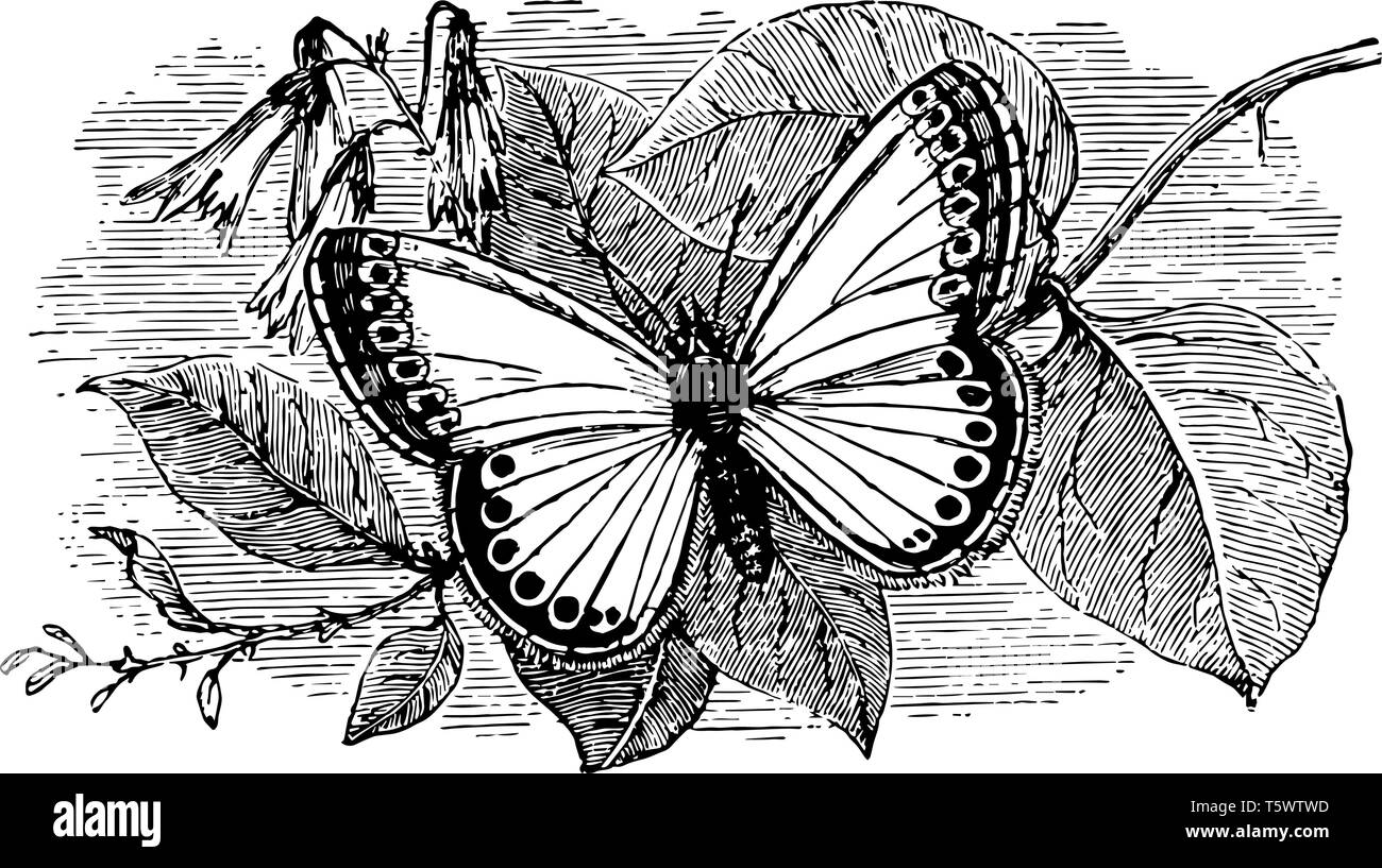 Corydon kaufen Alamy