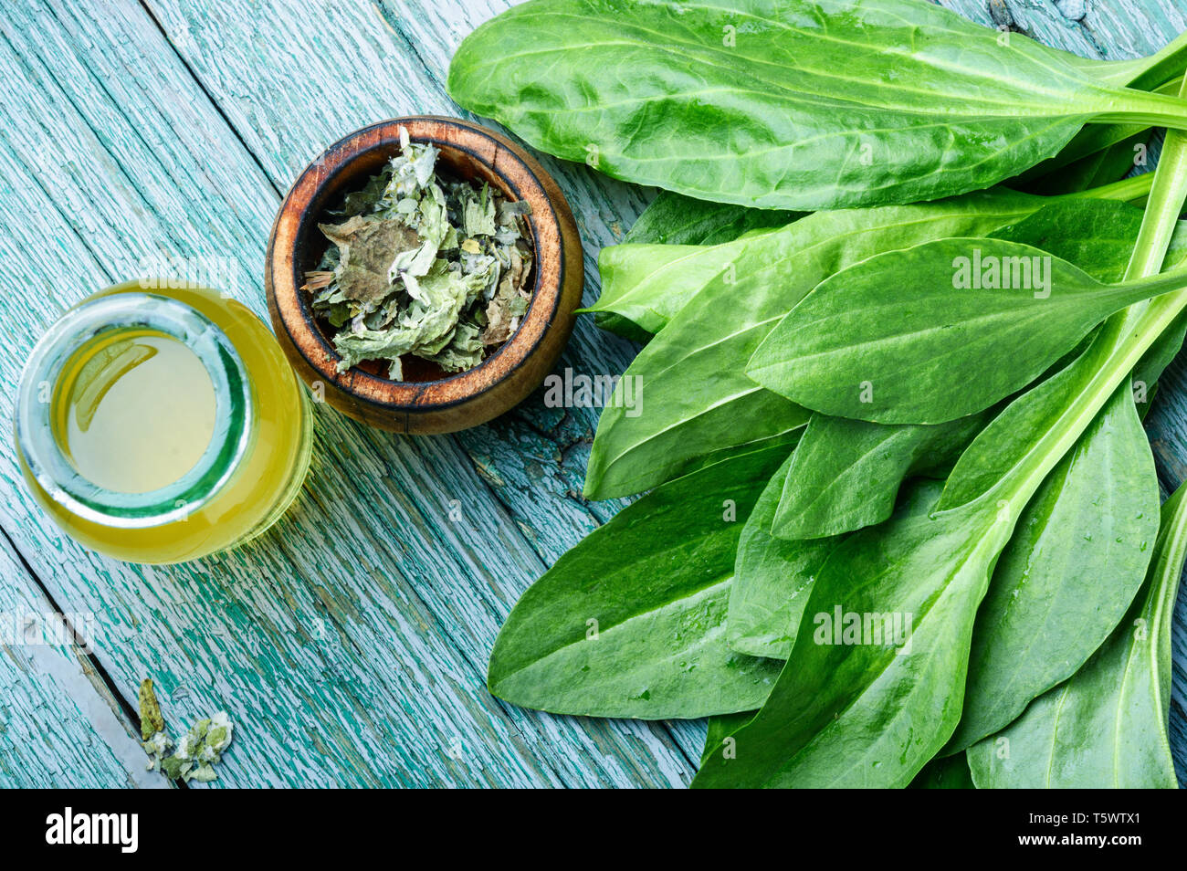 Blatt von größeren Wegerich. Heilkräuter. Heilpflanzen auf Tisch Stockfoto