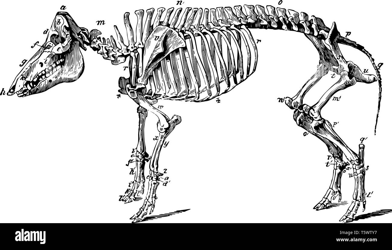 Skelett einer Hog ist eines der Tiere, die in der Gattung Sus vintage Strichzeichnung oder Gravur Abbildung. Stock Vektor