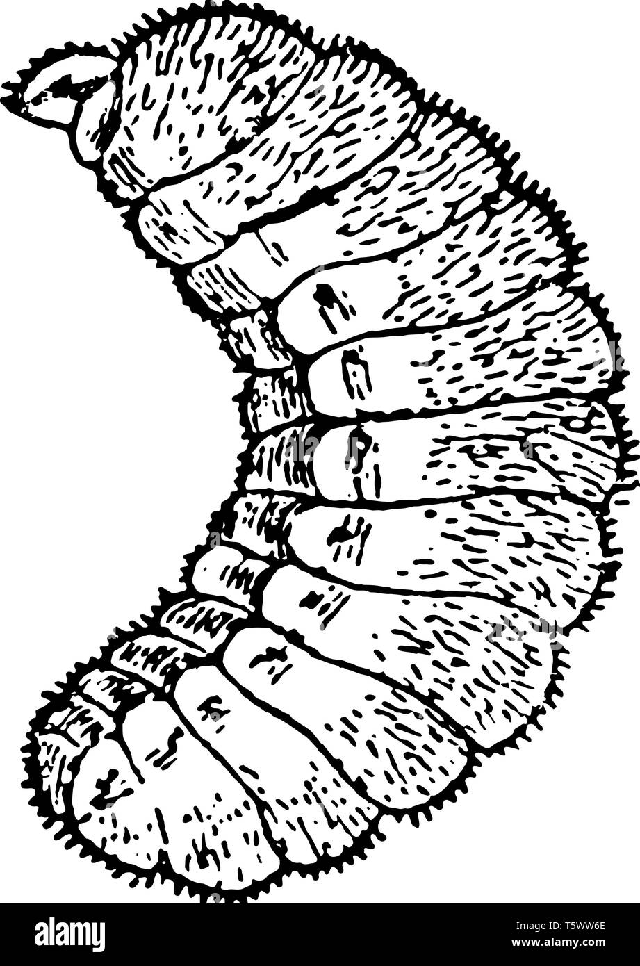 Rote Waldameise Larve ist die Phase direkt nach der Eier sind vintage Strichzeichnung oder Gravur Darstellung gelegt. Stock Vektor