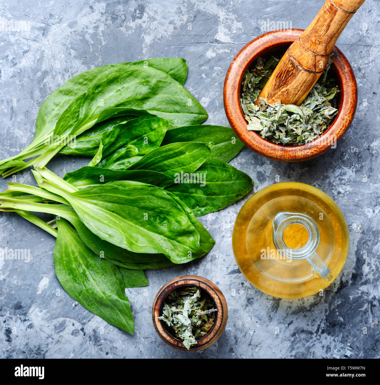 Blatt von größeren Wegerich. Heilkräuter. Heilpflanzen auf Tisch Stockfoto