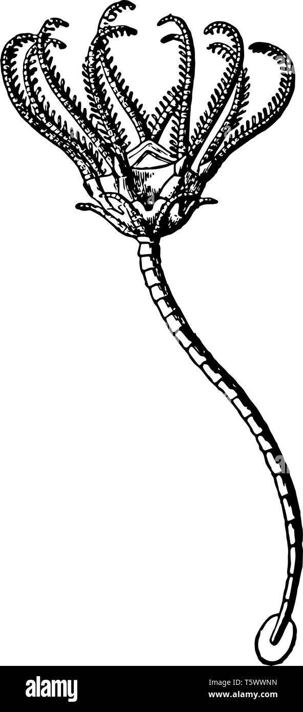 Seelilie ist eine alte crinoid. seelilien Schaftröhre mit verzweigten Arme sind rund um den zentralen Mund. Live im westlichen Teil des Pazifischen O Stock Vektor