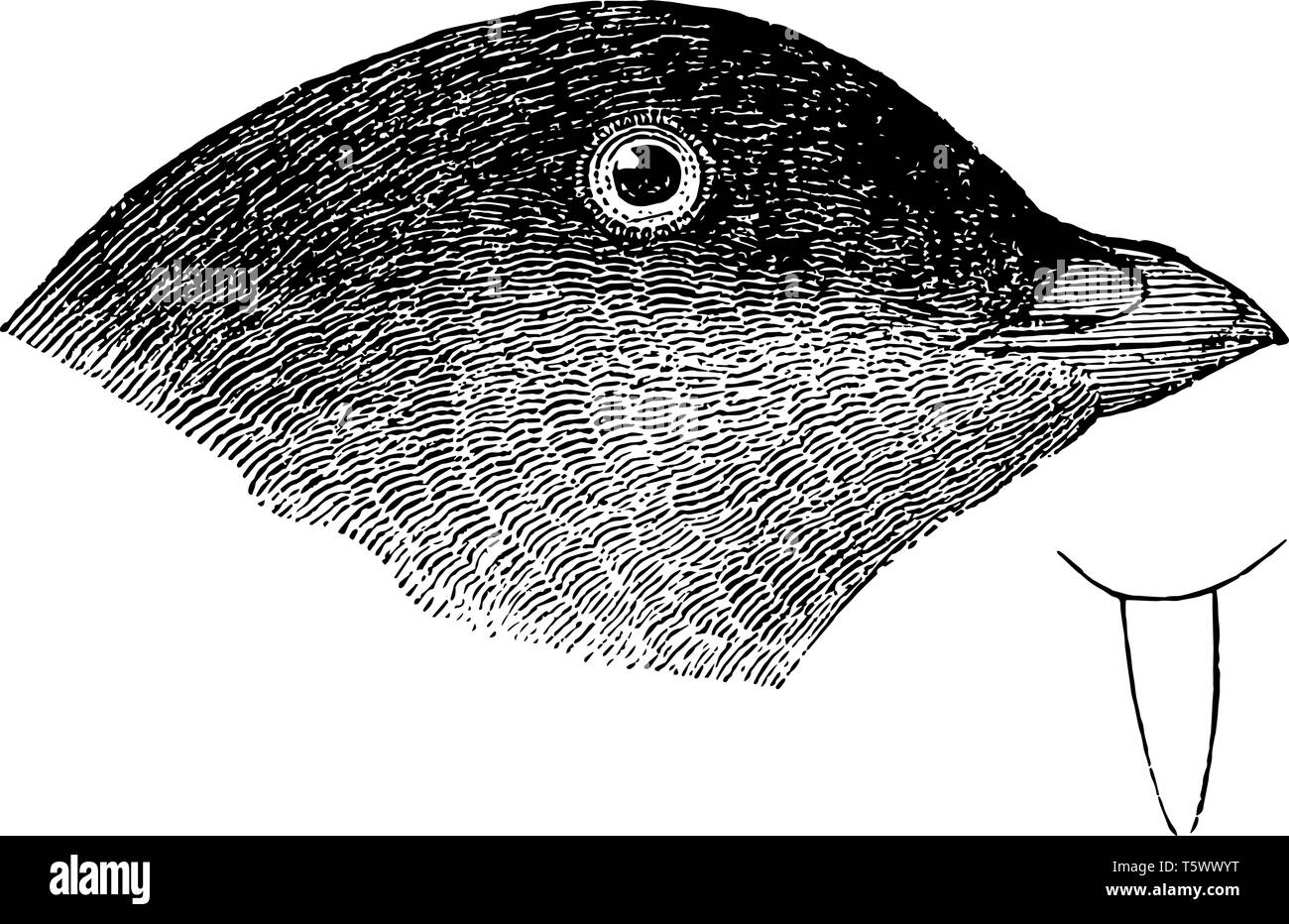 Junge Whiskered Auk, in denen unter Teile leichter und mehr gräulich plumbeous vintage Strichzeichnung oder Gravur Abbildung. Stock Vektor
