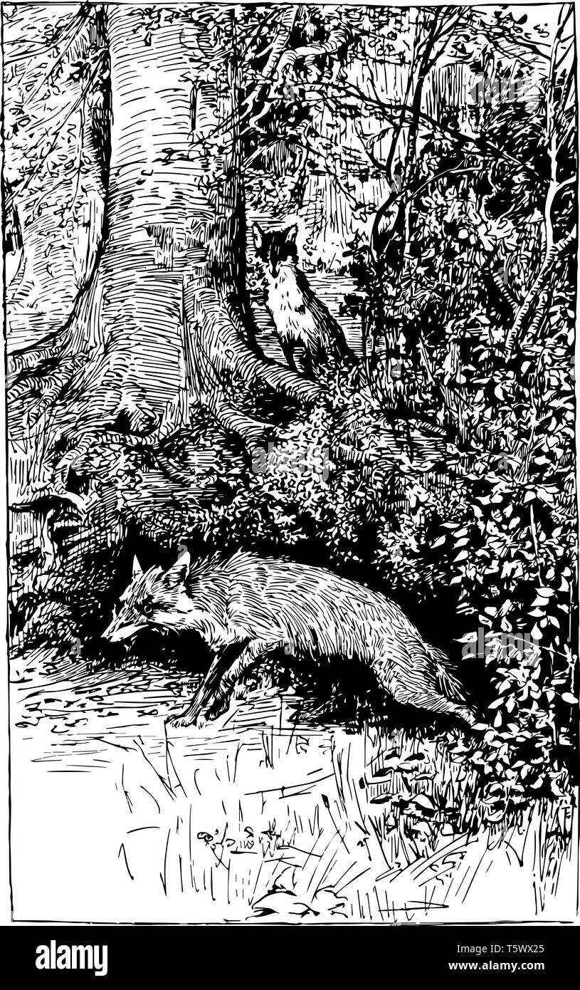 Der Fuchs: Diese Szene Ausblenden der Schatz zeigt der Fuchs heimlich ein anderes anschauen fox Weg nach dem Ausblenden der Schatz in den Wäldern vintage Reynard Stock Vektor