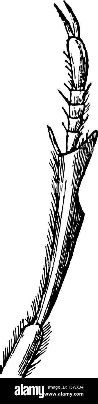 Dieses Bild stellt das vordere Bein der eine Zophosis vintage Strichzeichnung oder Gravur Abbildung. Stock Vektor