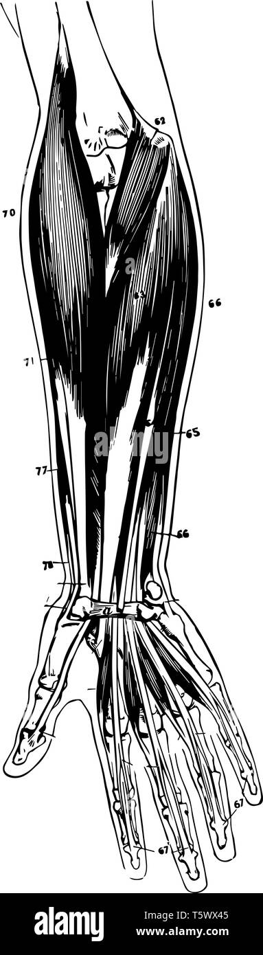 Diese Abbildung stellt die Muskeln des Unterarms vintage Strichzeichnung oder Gravur Abbildung. Stock Vektor