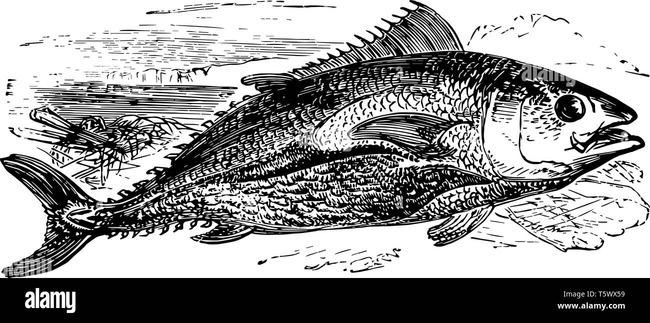 Nördlichen Roten Thun ist eine Pflanzenart aus der Gattung der Thunfisch im Atlantik vintage Strichzeichnung oder Gravur Abbildung. Stock Vektor