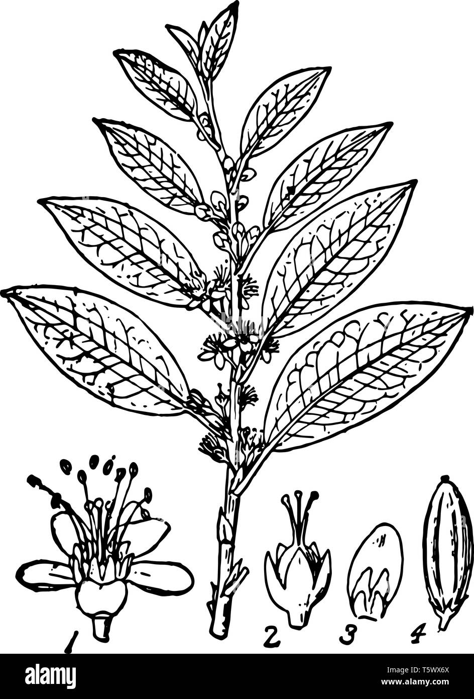 Coca ist Pflanze, die zur Familie Erythroxylaceae es hat Kokain als Wirkstoff vintage Strichzeichnung oder Gravur Abbildung. Stock Vektor