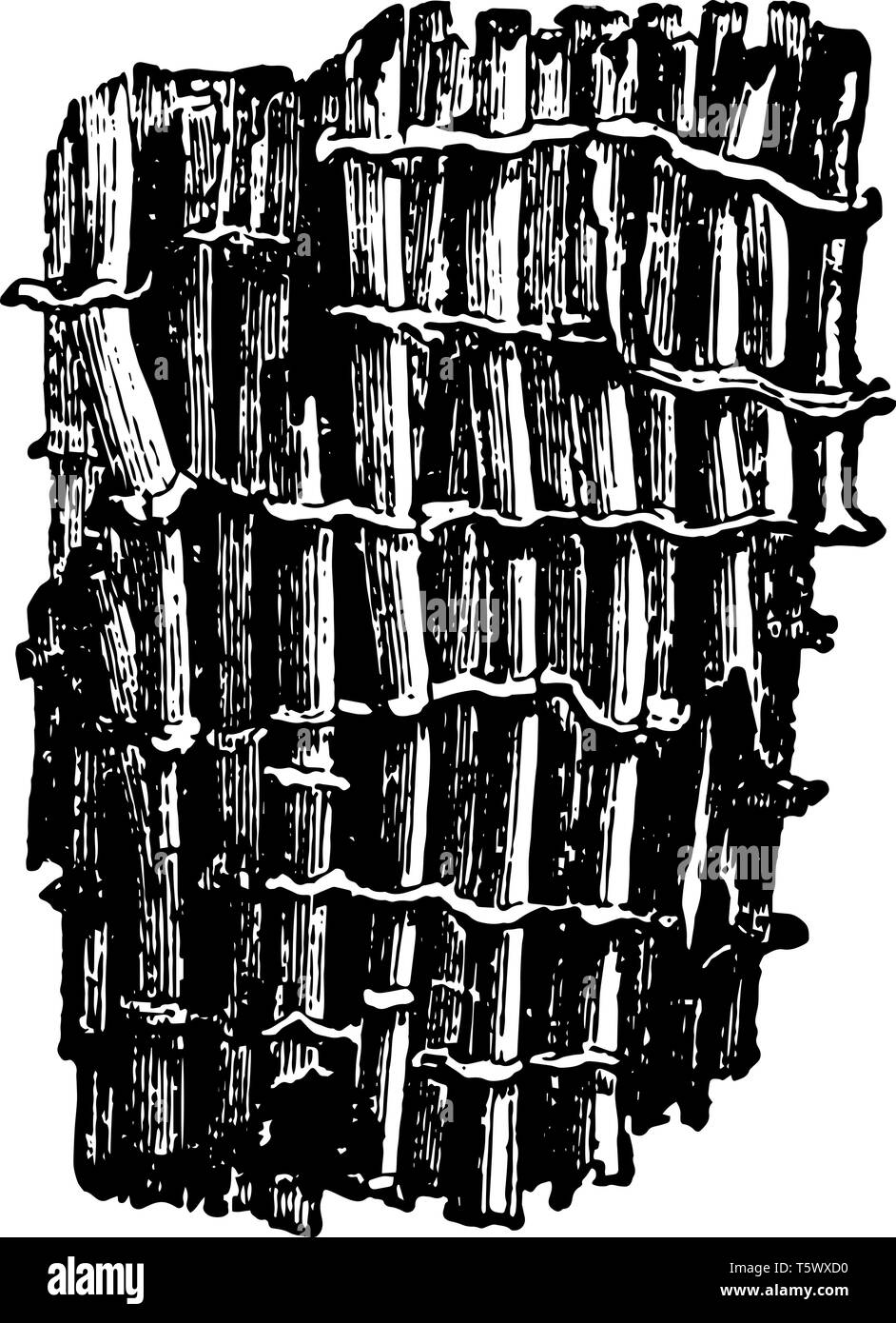 Vergrößerte Teil der Tubipora Musica, die durch die Kombination von unterschiedlichen vintage Strichzeichnung oder Gravur Abbildung gebildet wird. Stock Vektor