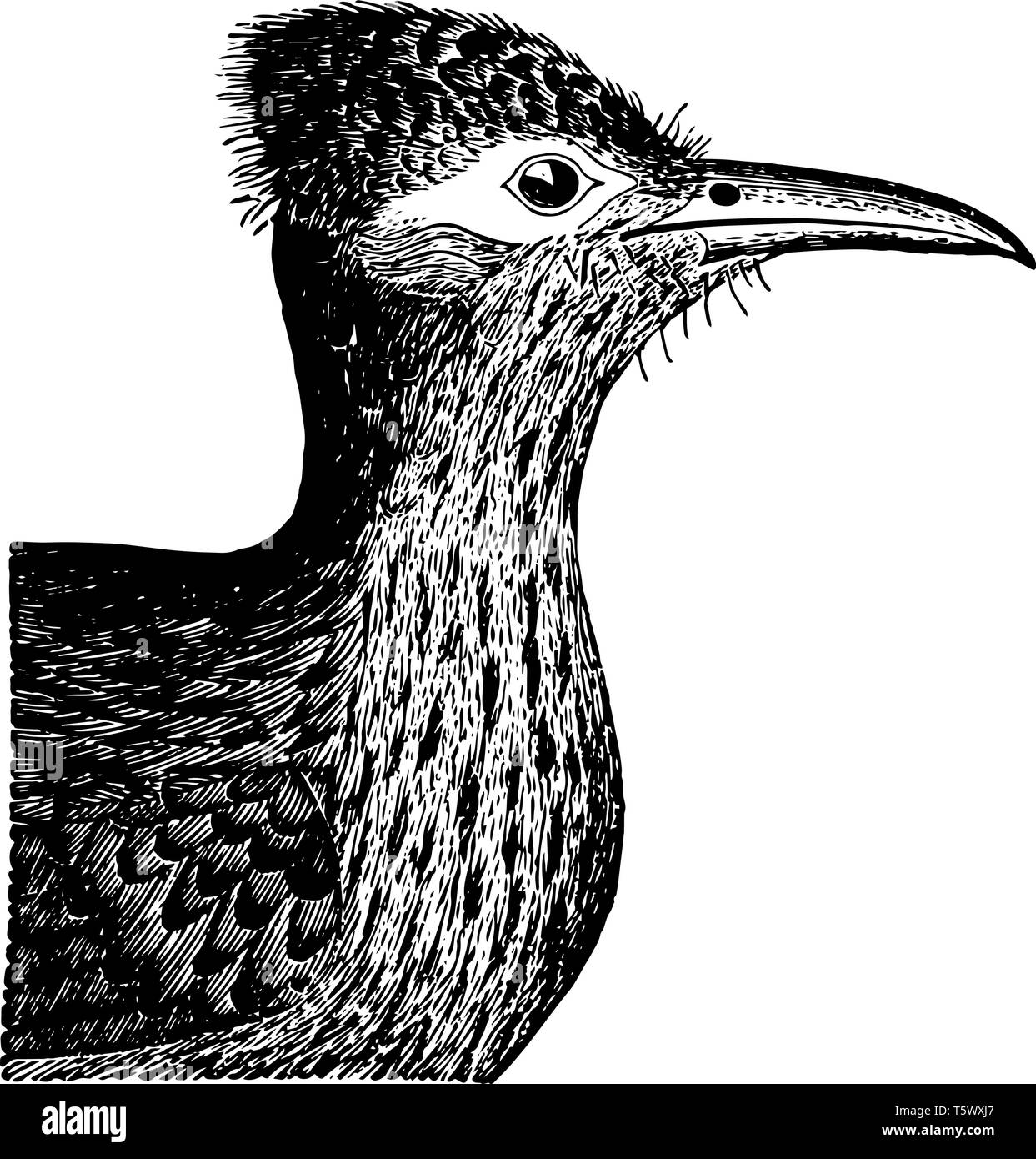 Boden Kuckuck Kopf, wo durch die Gefalteten Flügel dunkel gefärbt und unmarkierte vintage Strichzeichnung oder Gravur Abbildung abgedeckt. Stock Vektor