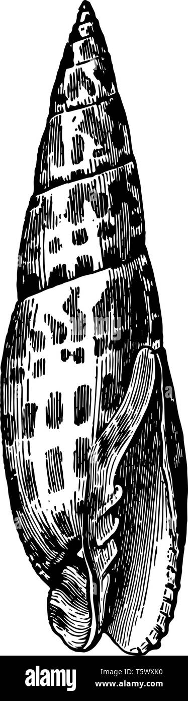 Mitra Episcopalis ist weiß mit quadratischen Flecken eines feinen rot vintage Zeichnung oder Abbildung Gravur verziert. Stock Vektor