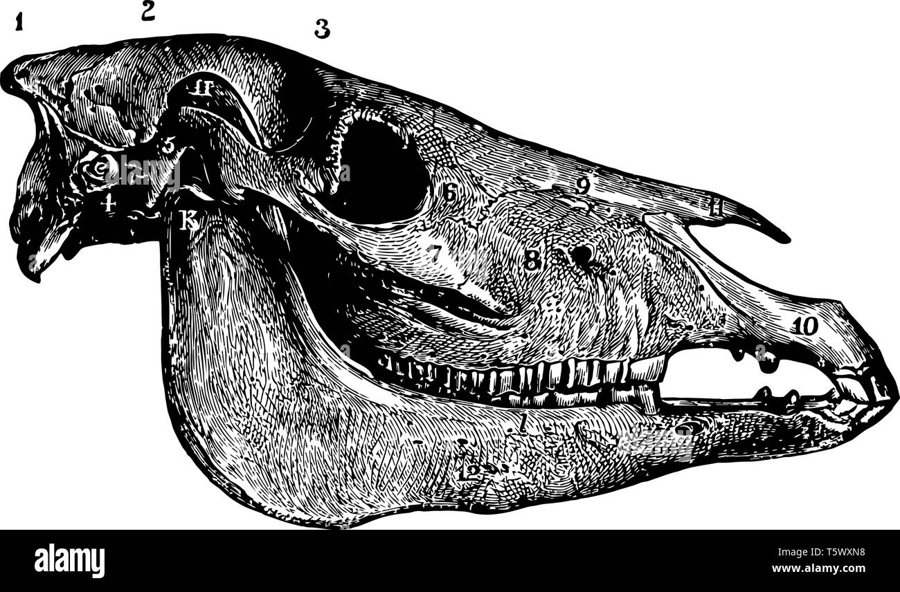 Seitliche Aspekt der Pferd Schädel hat Hinterhauptsbein und Scheitelbein vintage Strichzeichnung oder Gravur Abbildung. Stock Vektor