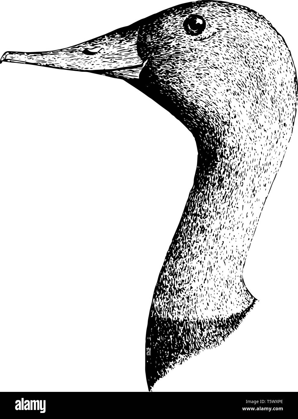 Große Leinwand rücken Kopf in denen Bill hoch an der Basis und engen während oder gegen Ende kaum vintage Strichzeichnung oder Gravur illustra verbreitert Stock Vektor