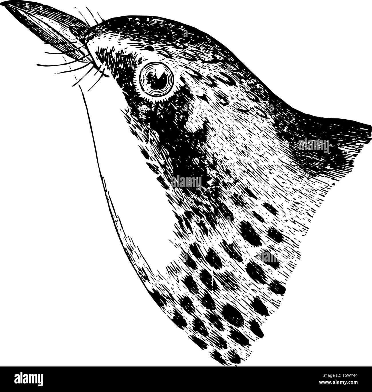 Kanada Warbler Krone gesprenkelt mit Lanzettlichen schwarze Markierungen vintage Strichzeichnung oder Gravur Abbildung. Stock Vektor
