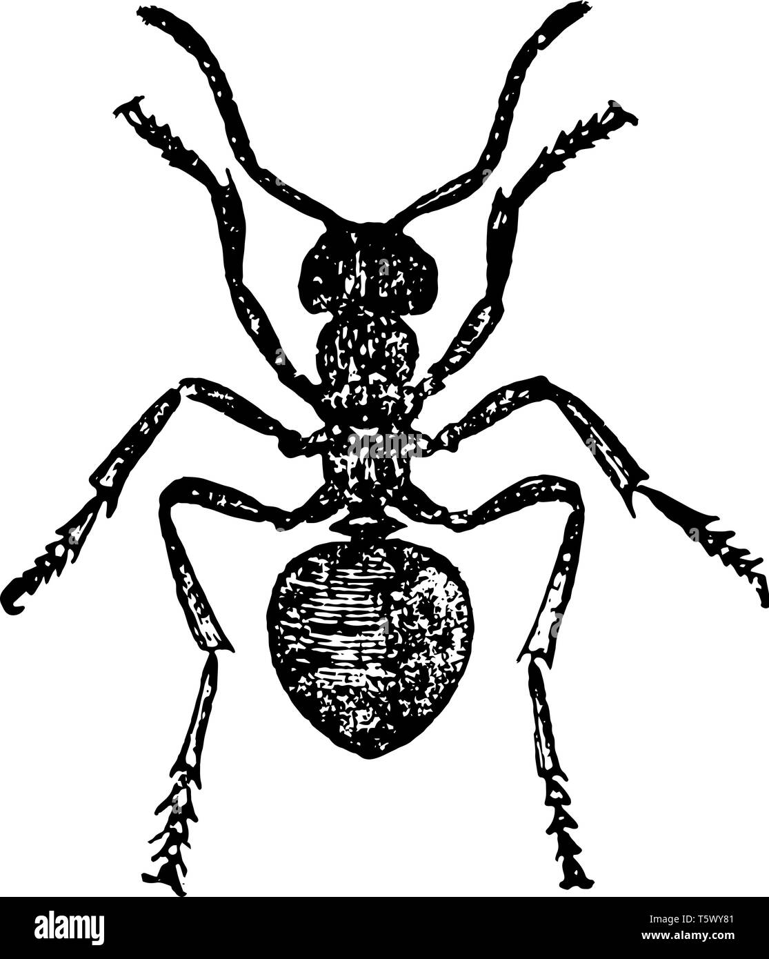 Rote Waldameise Arbeiter, die die Erbauer ihre wunderbare Kolonien vintage Strichzeichnung oder Gravur Abbildung. Stock Vektor