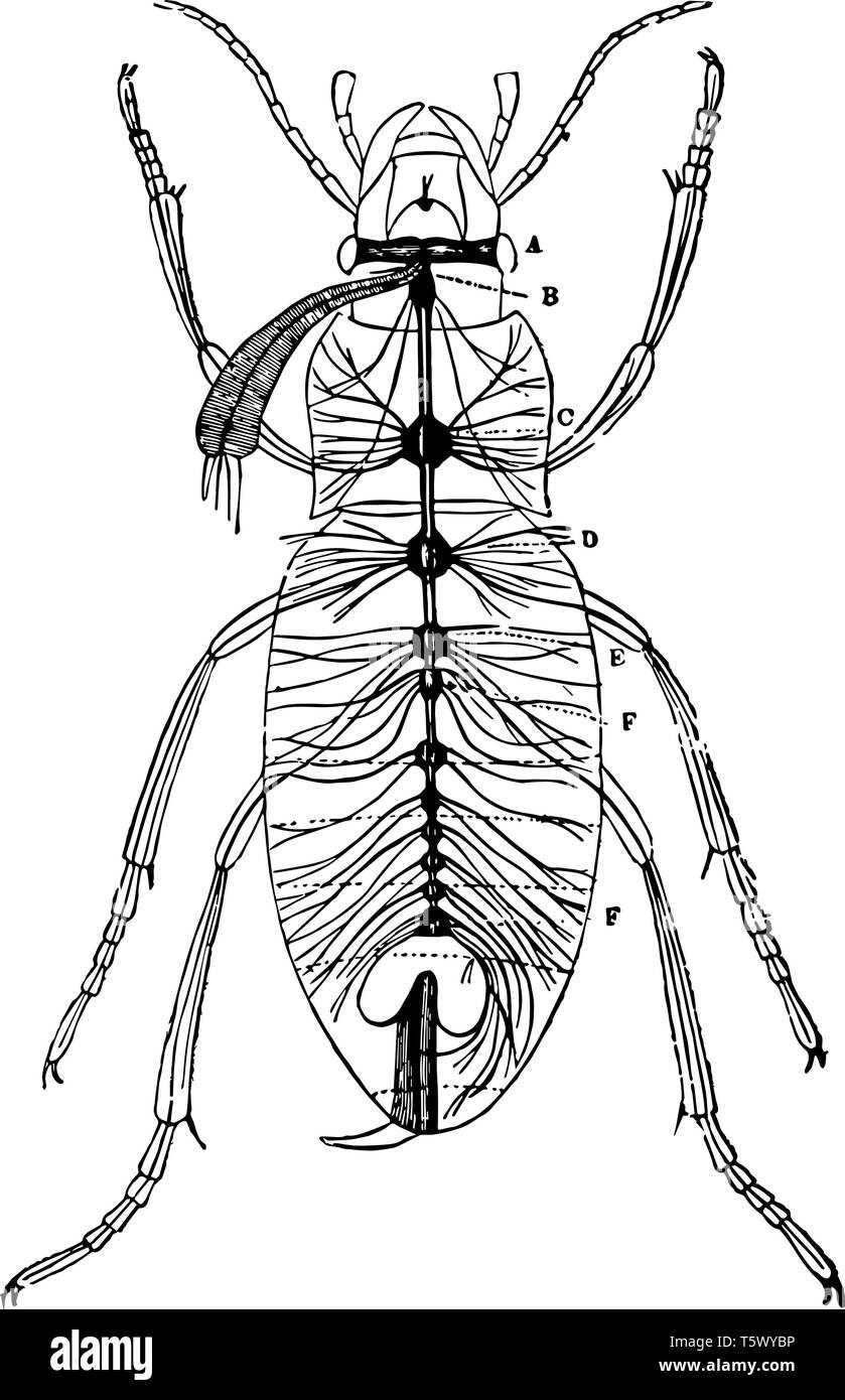 Nervensystem von carabus Auratus, das ist der goldene Boden Käfer vintage Strichzeichnung oder Gravur Abbildung. Stock Vektor