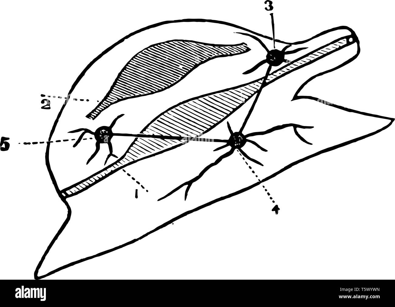 Diagramm eines Mollusca weich sind gesunde Tiere, die in der Regel durch ein externes Skelett oder Schale aus Kalk Kalk vintage Linie geschützt sind d Stock Vektor
