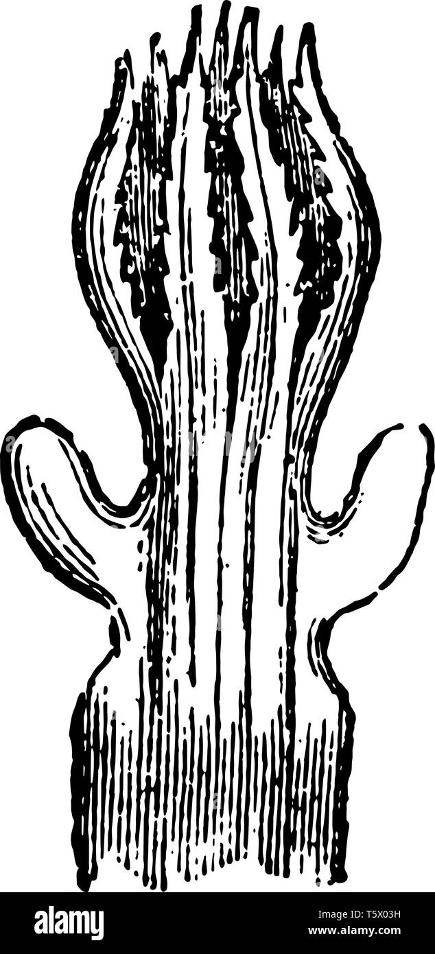 Polypen der Tubipora Musica ist einer kalkhaltigen Coral, die durch die Kombination von unterschiedlichen vintage Strichzeichnung oder Gravur Abbildung gebildet. Stock Vektor