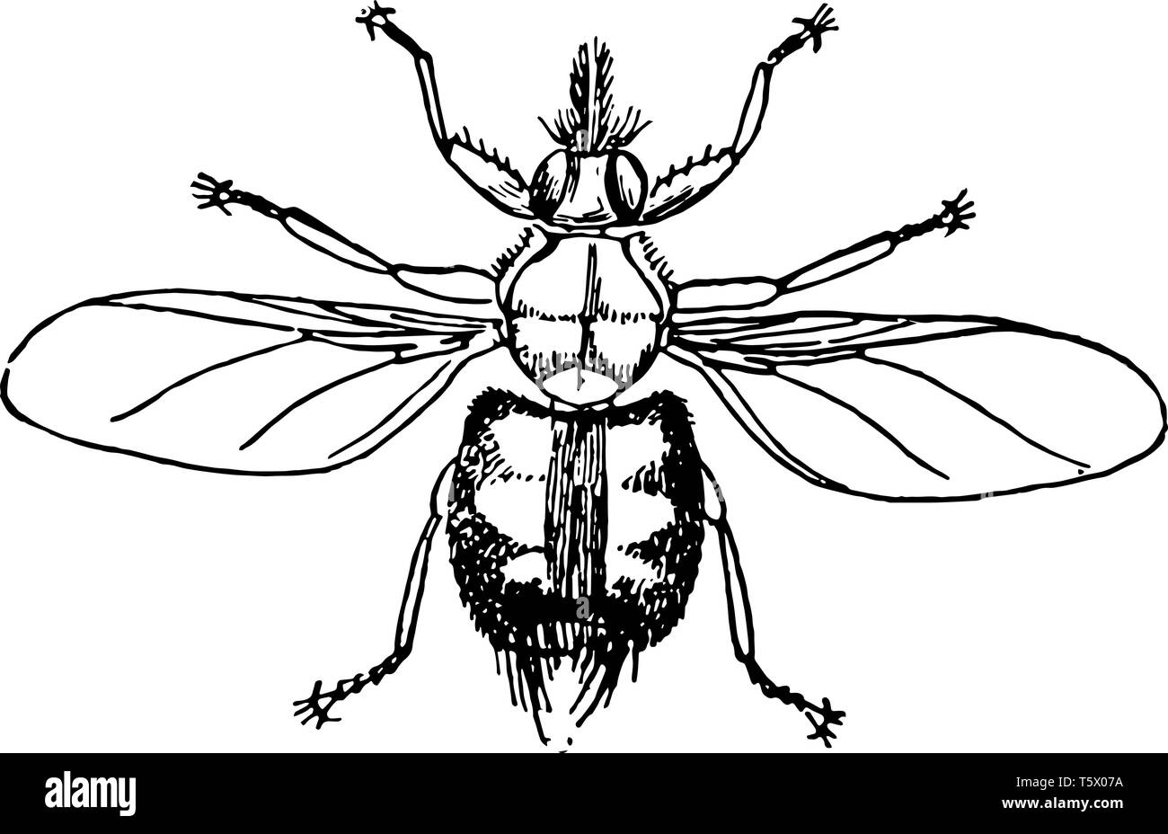Wald ist auch Fliegen wie ein Vogel tick bekannt und ist ein Blut füttern Ektoparasiten von hauptsächlich Pferde vintage Strichzeichnung oder Gravur Abbildung. Stock Vektor