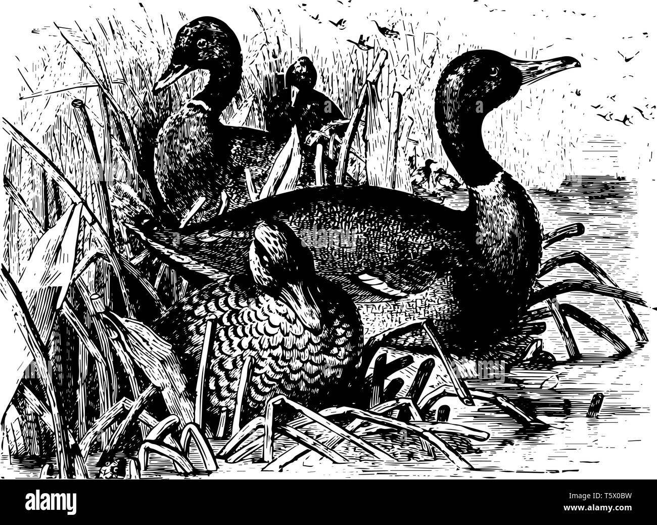 Stockenten ist ein Dabbling Duck, die Rassen in den gemäßigten und subtropischen Amerika vintage Strichzeichnung oder Gravur Abbildung. Stock Vektor