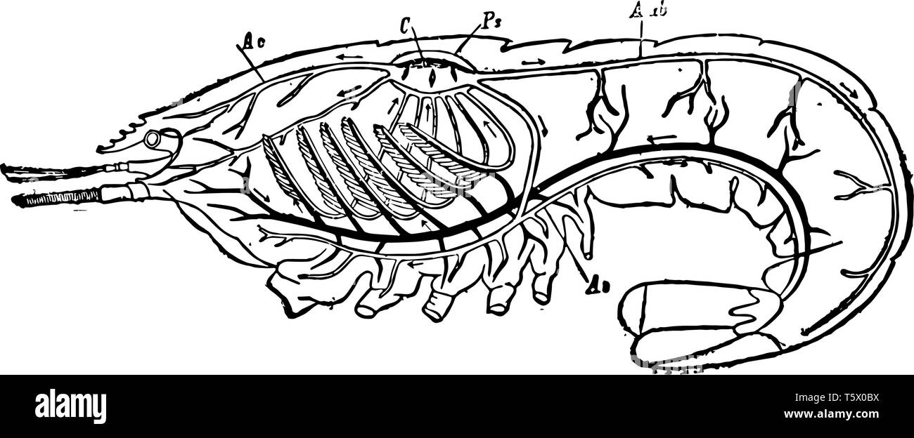 Dieses Bild stellt Kreislauf und die Atmungsorgane von Flusskrebsen vintage Strichzeichnung oder Gravur Abbildung. Stock Vektor
