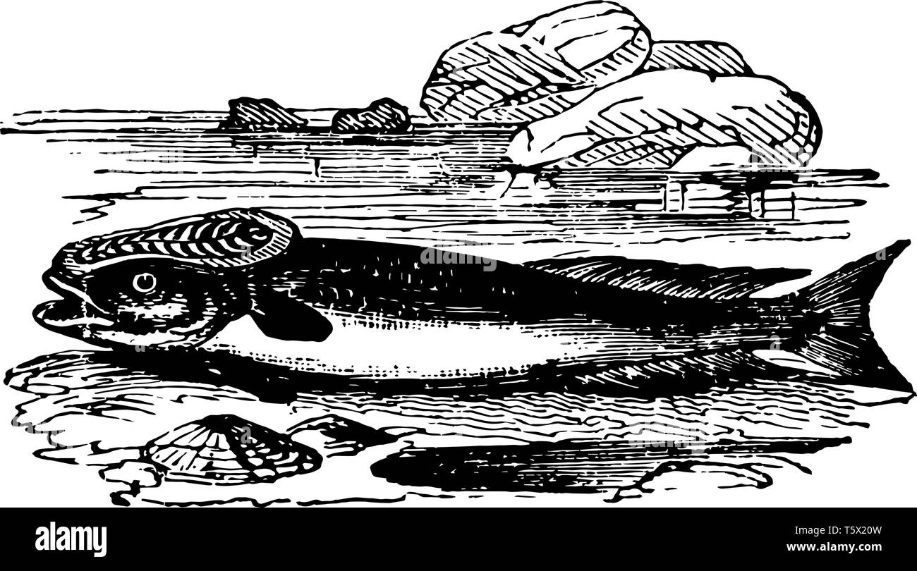 Schiffshalter Fische sind eine Familie von Ray gerippte Fisch in der Reihenfolge Perciformes vintage Strichzeichnung oder Gravur Abbildung. Stock Vektor