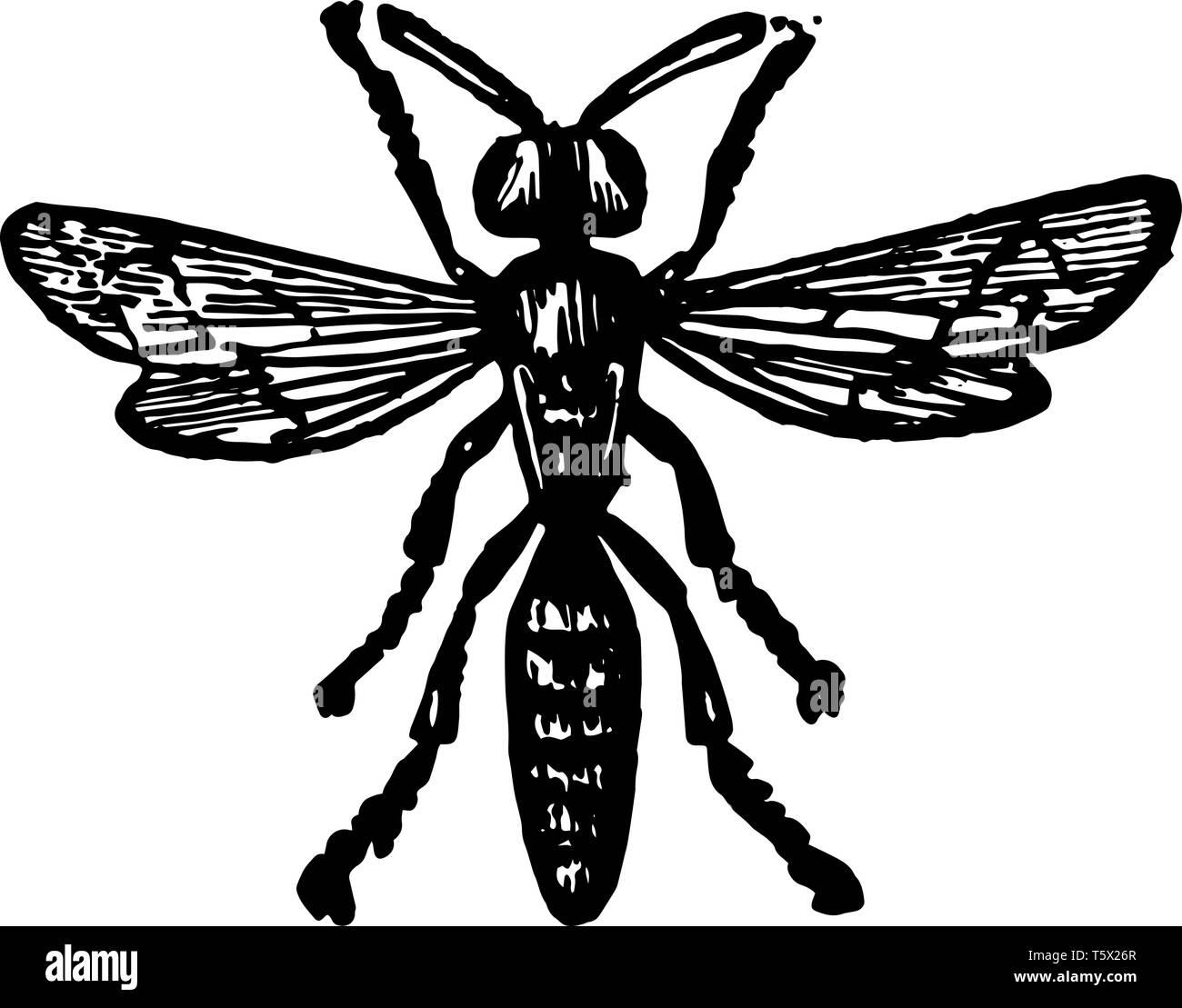 Philanthus Triangulum gehört zu den Fossorial Hymenoptera vintage Strichzeichnung oder Gravur Abbildung. Stock Vektor
