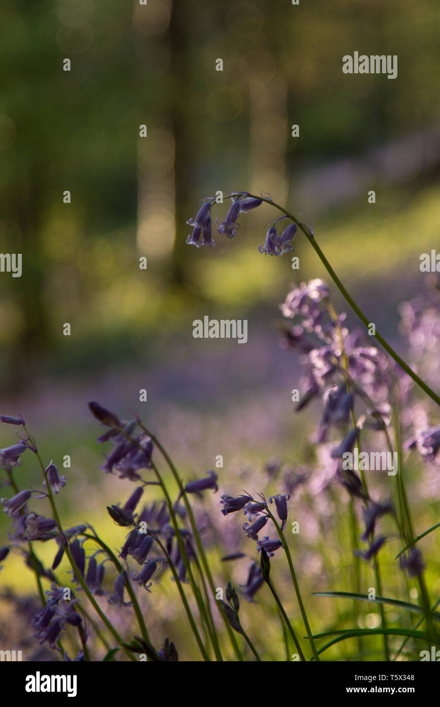 Bluebell woodland während der Goldenen Stunde in Kent, Großbritannien Stockfoto