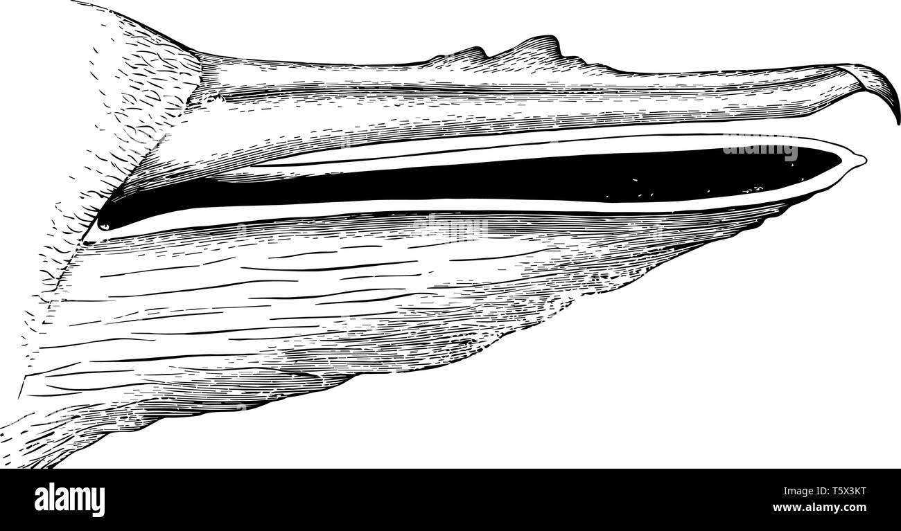 Pelikan Bill ist rötlich Lachs Farbe vintage Strichzeichnung oder Gravur Abbildung. Stock Vektor