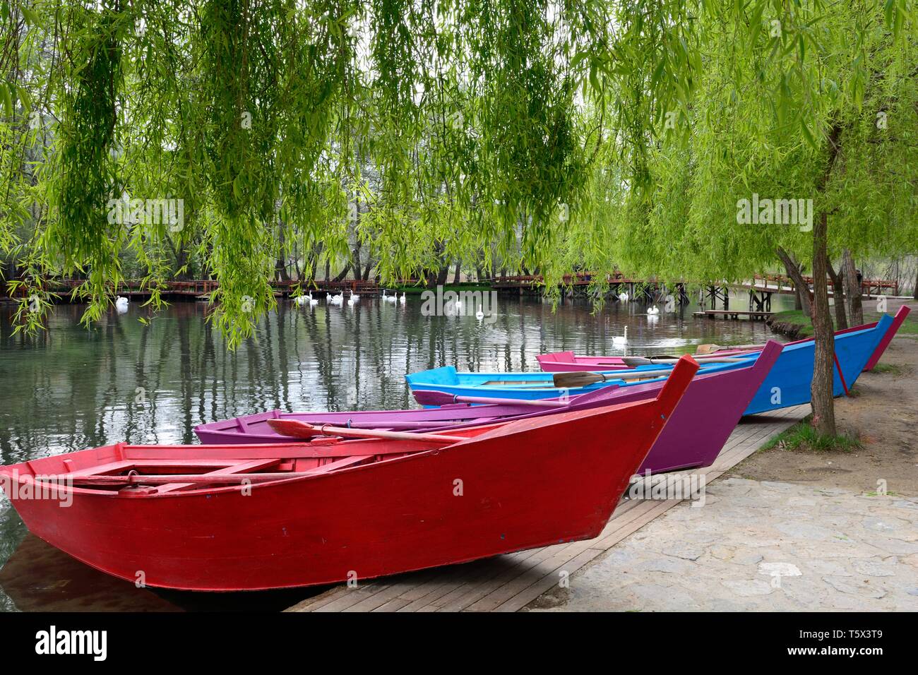 Bunt bemalten Booten aus Holz und Weeping Willow Tree Drilon Federn Drilon Nationalpark Albanien Stockfoto