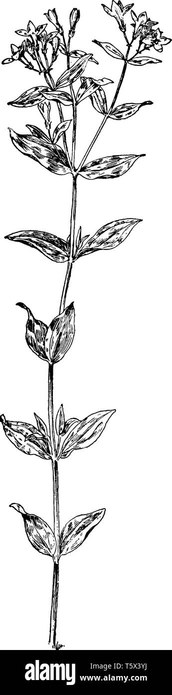 Das Bild zeigt eine große Houstonia auch als Houstonia purpurea bekannt. Es ist eine Art von Pflanze in der Familie. Es gibt Drei Sorten Stock Vektor