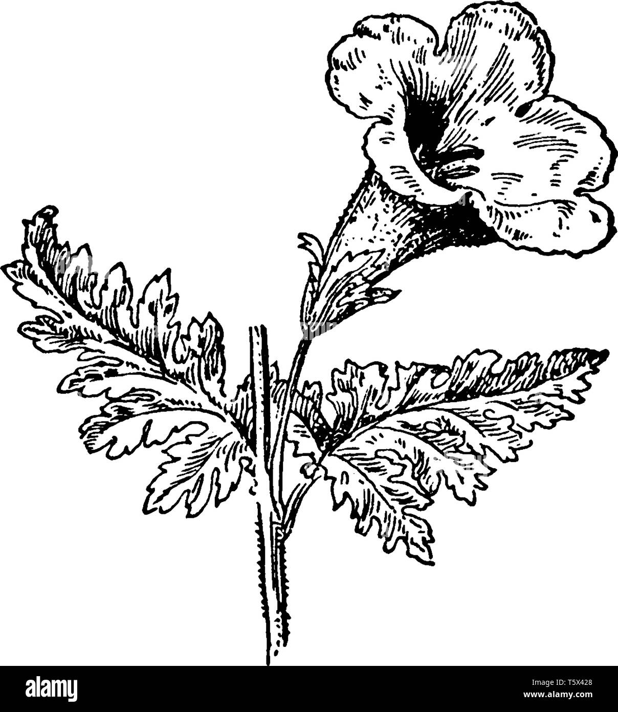 Blume Fingerhut wie eine Posaune geformt fast fünf Blütenblätter. Blume Fingerhut wird in ein Röhrchen fixiert, vintage Strichzeichnung oder Gravur Abbildung. Stock Vektor