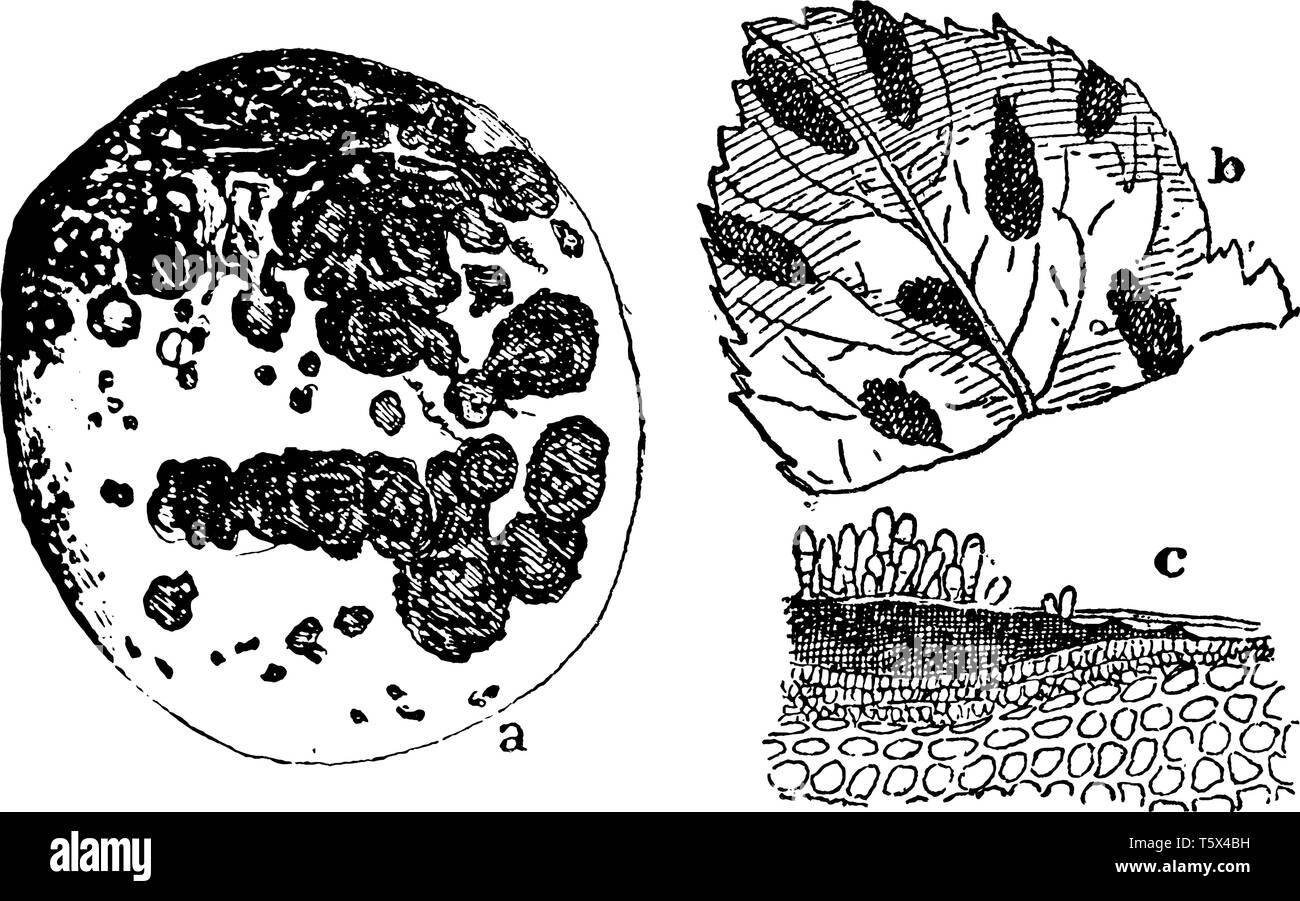 Ein Bild zeigt einen befallenen Apple, befallene Blätter und Früchte mit schorf durch den Pilz, vintage Strichzeichnung oder Gravur Abbildung verursacht. Stock Vektor